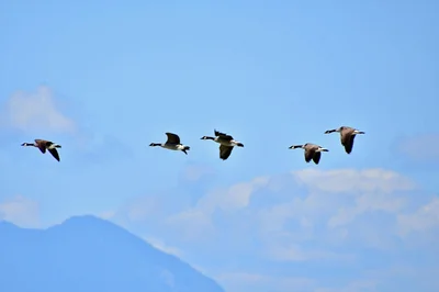 les oies sauvages de la formation